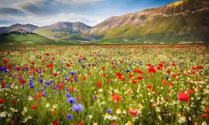 Un prato fiorito di papaveri rossi, fiordalisi blu e margherite bianche si estende a perdita d'occhio nel **Val di Norcia**, con dolci colline verdi e montagne sullo sfondo.