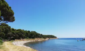 Spiaggia selvaggia sulla costa del Cilento, con pini marittimi che si affacciano sul mare azzurro e alcune barche all'orizzonte.