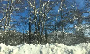 Alberi spogli coperti di neve contro un cielo azzurro limpido. Una perfetta gita fuori porta Roma inverno, con un paesaggio innevato da cartolina.