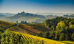 Colline dorate di vigneti nei **Langhe e Roero**, con un borgo medievale in lontananza sotto un cielo azzurro.