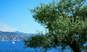Un ulivo secolare domina la vista sul mare blu intenso, con una nave da crociera e un motoscafo. Un paesaggio che ispira il sentiero dei poeti.