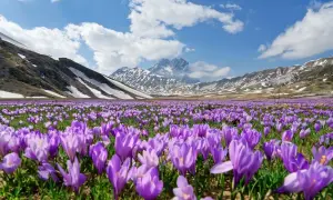 Un prato fiorito di crochi viola si estende ai piedi delle montagne innevate del Gran Sasso, un incantevole cammino nella natura.