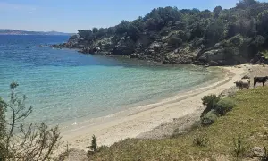 Due mucche pascolano su una spiaggia sabbiosa dell'isola di Culuccia, con acque cristalline e rocce verdi.