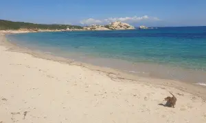 Un bassotto esplora una delle tante spiagge per cani in Italia, con acque cristalline e rocce sullo sfondo.