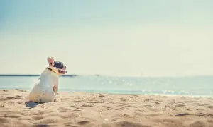 Bulldog francese su una spiaggia di sabbia, con il mare sullo sfondo. Ideale per spiagge per cani con recinto.