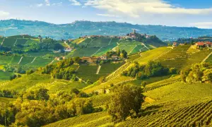 Colline ondulate dei paesi delle Langhe, ricoperte da vigneti dorati e punteggiate da casali in pietra sotto un cielo azzurro.