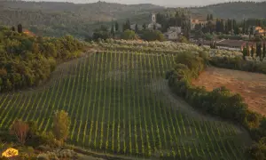 Vigneti ordinati e ulivi si estendono dolcemente tra le colline di San Donato, Toscana, con casali in pietra e cipressi che punteggiano il paesaggio al tramonto.
