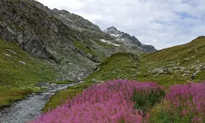 Un sentiero serpeggia tra fiori viola e un ruscello alpino, con montagne imponenti a fare da sfondo. Un'indimenticabile valle d'Aosta estate.