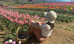 Bambina con cappello seduta in un campo di tulipani rosa e gialli, con un cesto di fiori accanto.