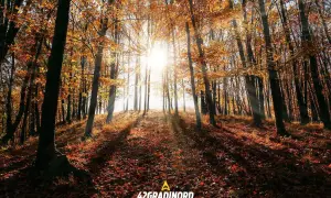Sole che filtra tra il foliage autunnale di un bosco vicino Roma, creando un'atmosfera magica.