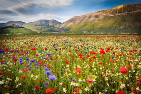 Un prato fiorito di papaveri rossi, fiordalisi blu e margherite bianche si estende a perdita d'occhio nel **Val di Norcia**, con dolci colline verdi e montagne sullo sfondo.