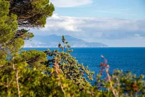 Verdeggiante vegetazione mediterranea incornicia un mare blu intenso, con una sagoma montuosa all'orizzonte, forse un'isola vicino all'Elba.