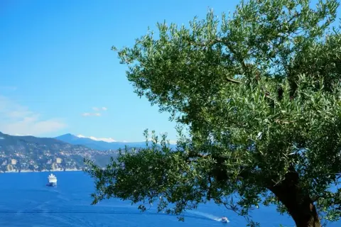 Un ulivo secolare domina la vista sul mare blu intenso, con una nave da crociera e un motoscafo. Un paesaggio che ispira il sentiero dei poeti.