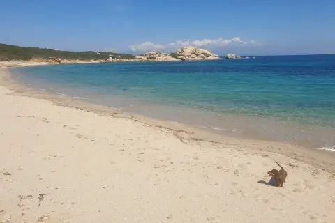 Un bassotto esplora una delle tante spiagge per cani in Italia, con acque cristalline e rocce sullo sfondo.