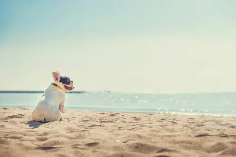 Bulldog francese su una spiaggia di sabbia, con il mare sullo sfondo. Ideale per spiagge per cani con recinto.
