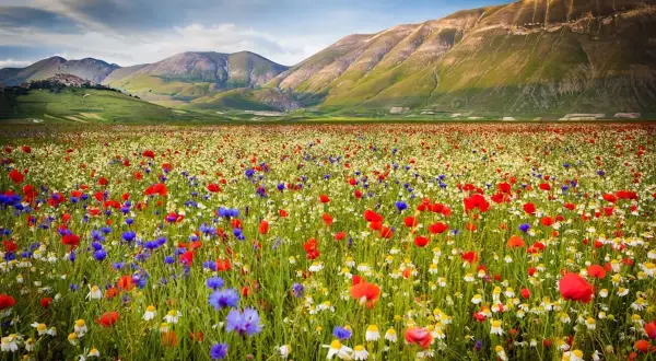 Un prato fiorito di papaveri rossi, fiordalisi blu e margherite bianche si estende a perdita d'occhio nel **Val di Norcia**, con dolci colline verdi e montagne sullo sfondo.
