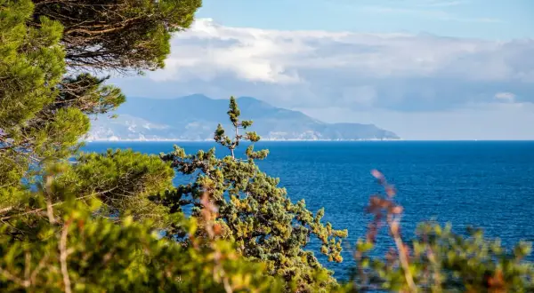 Verdeggiante vegetazione mediterranea incornicia un mare blu intenso, con una sagoma montuosa all'orizzonte, forse un'isola vicino all'Elba.