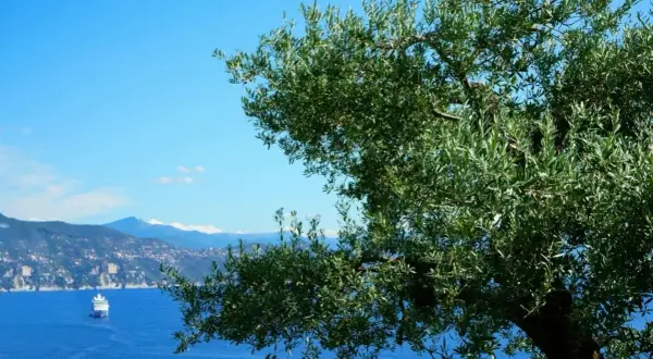 Un ulivo secolare domina la vista sul mare blu intenso, con una nave da crociera e un motoscafo. Un paesaggio che ispira il sentiero dei poeti.