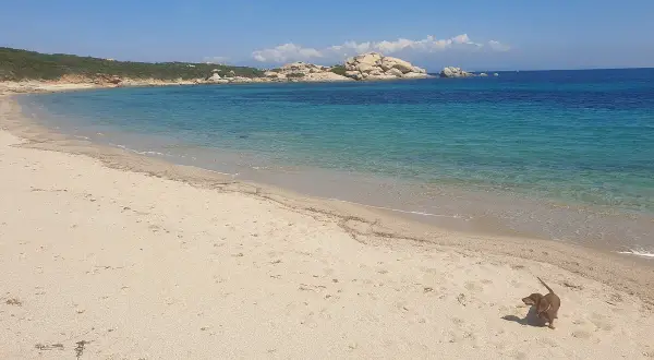 Un bassotto esplora una delle tante spiagge per cani in Italia, con acque cristalline e rocce sullo sfondo.