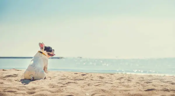 Bulldog francese su una spiaggia di sabbia, con il mare sullo sfondo. Ideale per spiagge per cani con recinto.