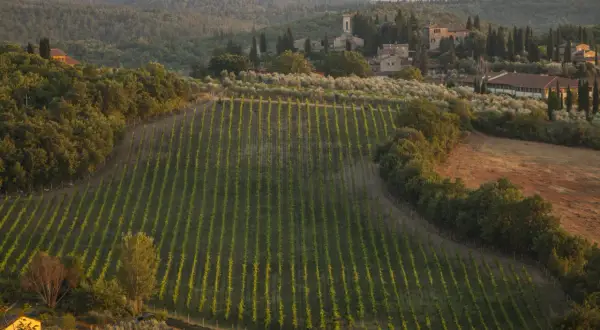 Vigneti ordinati e ulivi si estendono dolcemente tra le colline di San Donato, Toscana, con casali in pietra e cipressi che punteggiano il paesaggio al tramonto.