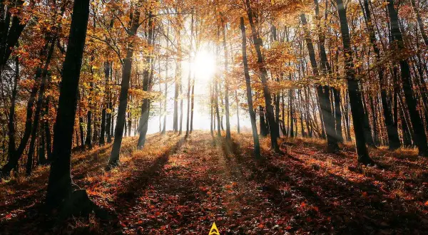 Sole che filtra tra il foliage autunnale di un bosco vicino Roma, creando un'atmosfera magica.