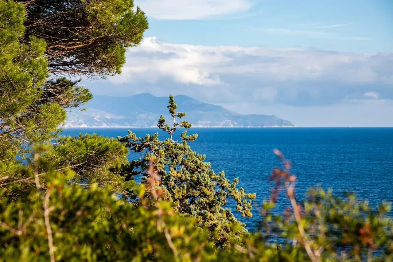 Verdeggiante vegetazione mediterranea incornicia un mare blu intenso, con una sagoma montuosa all'orizzonte, forse un'isola vicino all'Elba.