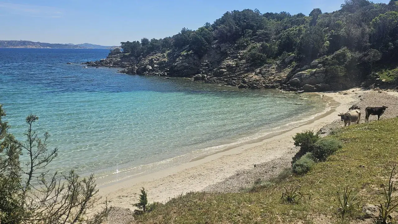Due mucche pascolano su una spiaggia sabbiosa dell'isola di Culuccia, con acque cristalline e rocce verdi.