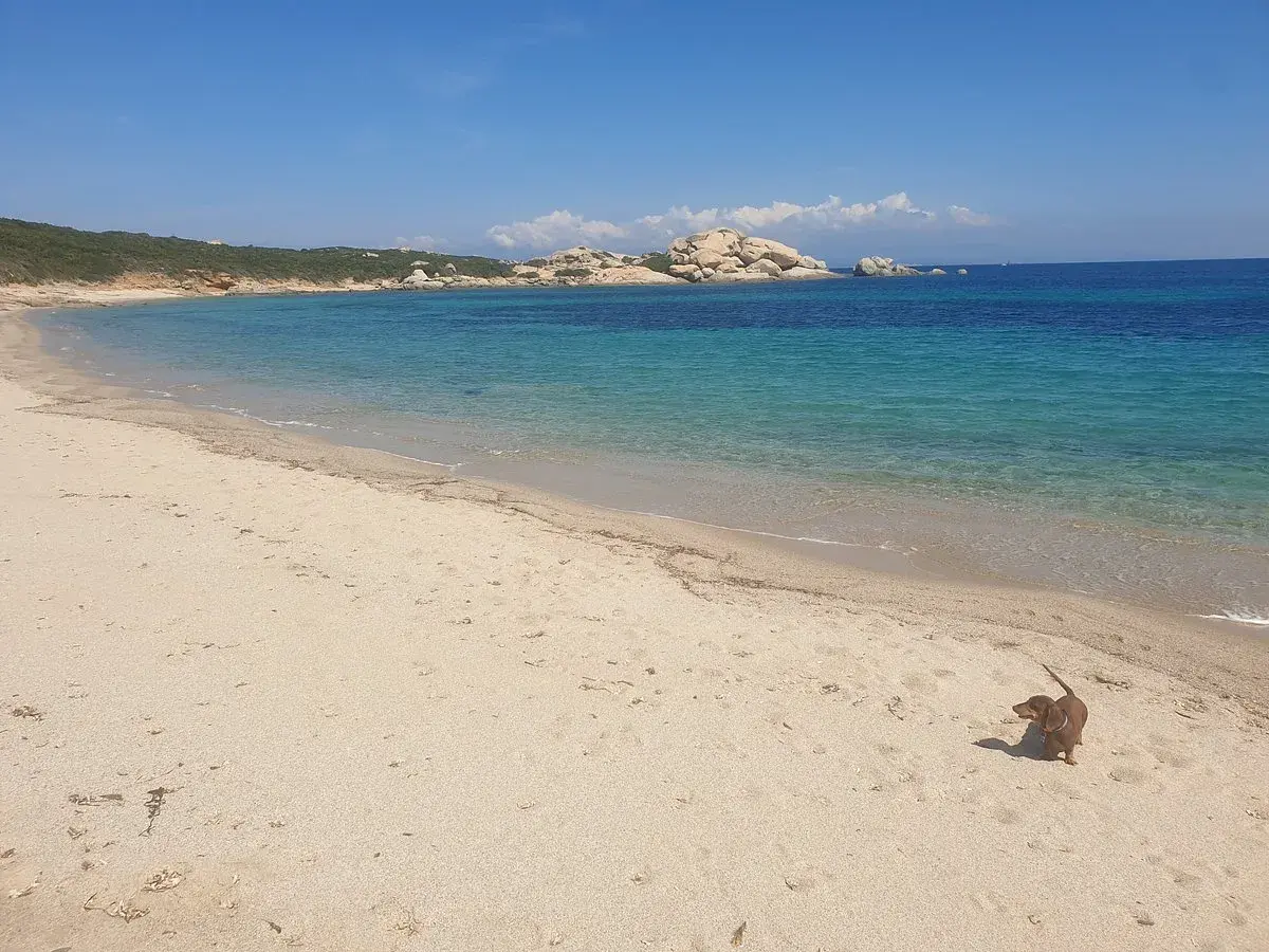 Un bassotto esplora una delle tante spiagge per cani in Italia, con acque cristalline e rocce sullo sfondo.