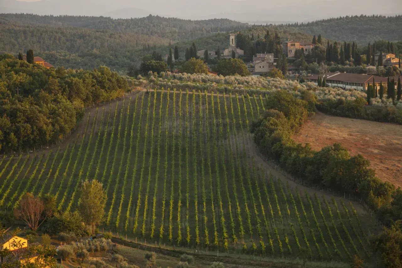 Vigneti ordinati e ulivi si estendono dolcemente tra le colline di San Donato, Toscana, con casali in pietra e cipressi che punteggiano il paesaggio al tramonto.