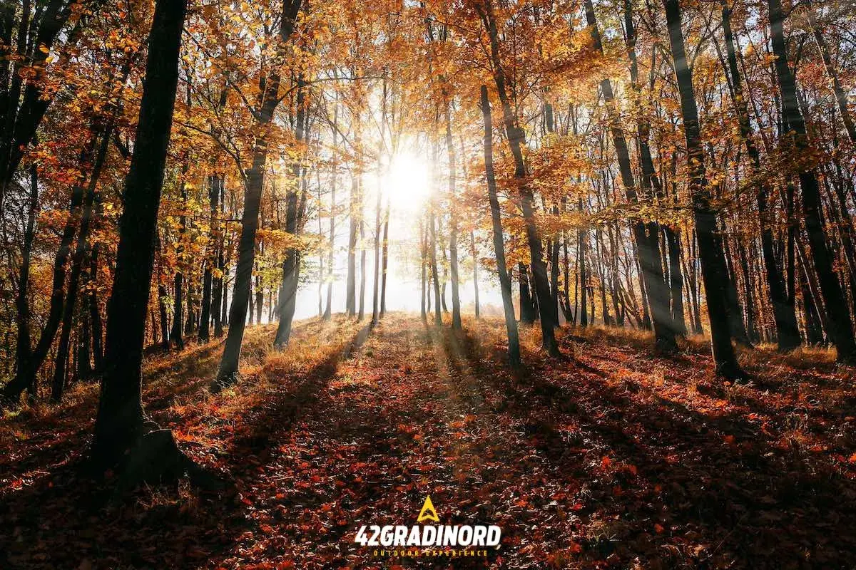 Sole che filtra tra il foliage autunnale di un bosco vicino Roma, creando un'atmosfera magica.