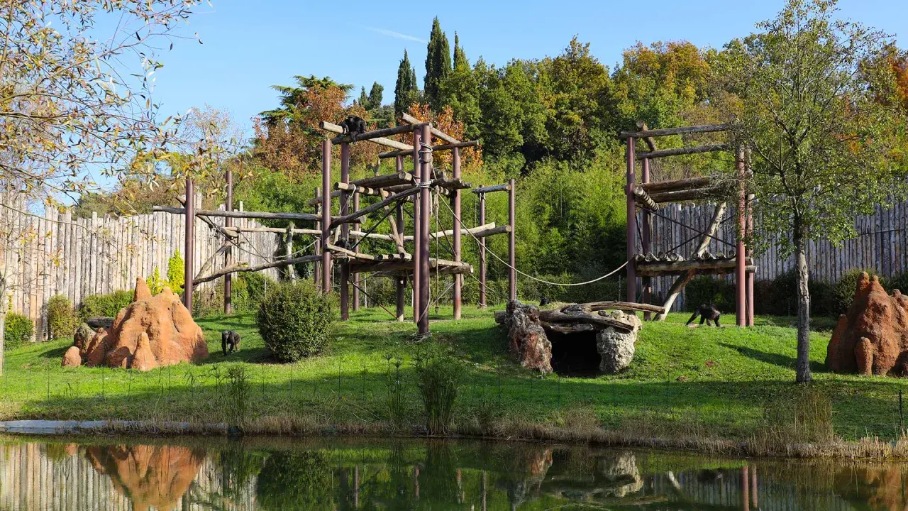 Gorilla in un'area giochi in legno, parte dello zoo più grande d'Italia. Riflessi sull'acqua.