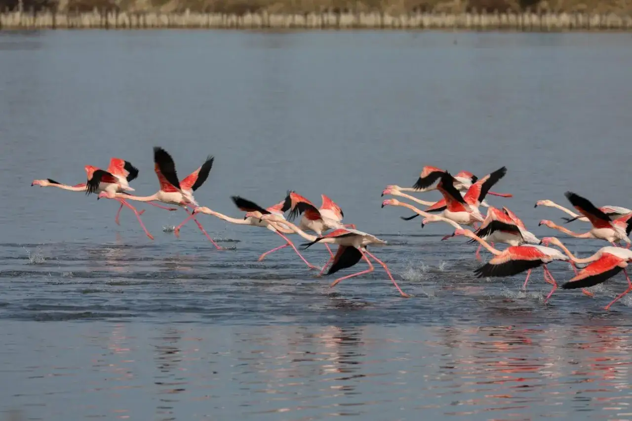 Un gruppo di fenicotteri rosa spicca il volo dalla laguna di Orbetello, con le ali spiegate e le lunghe zampe che sollevano spruzzi d'acqua.