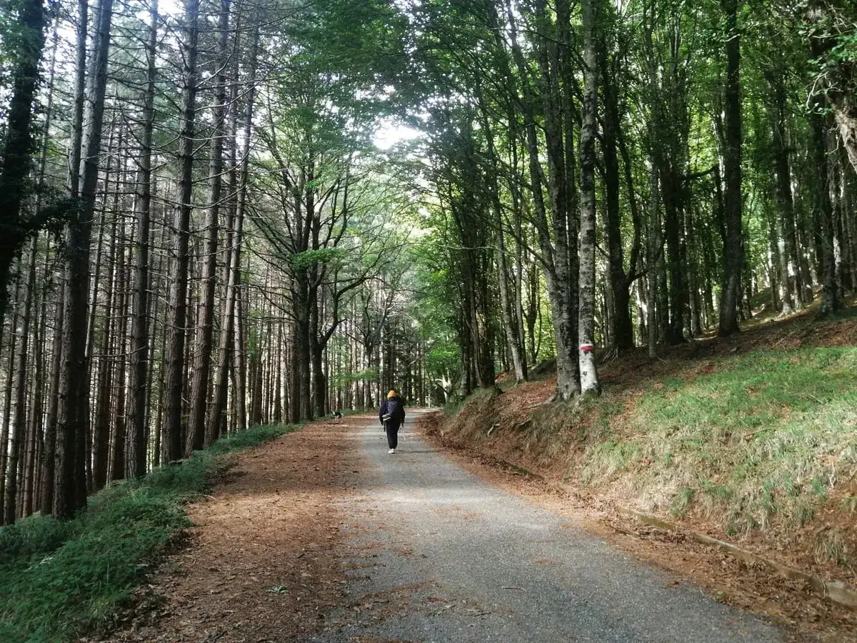 Sentiero nel bosco, un escursionista con zaino giallo cammina lungo la strada. Un'avventura nella Calabria coast to coast.