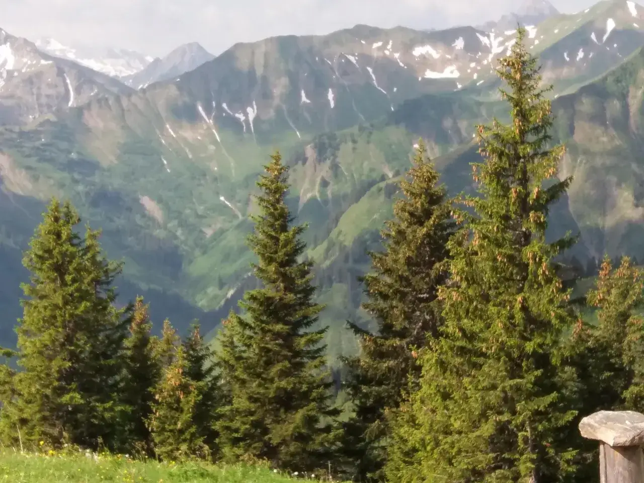 Abeti verdi in primo piano, con montagne innevate e verdi sullo sfondo. Un paesaggio alpino che invita a esplorare i suoi passi di montagna.