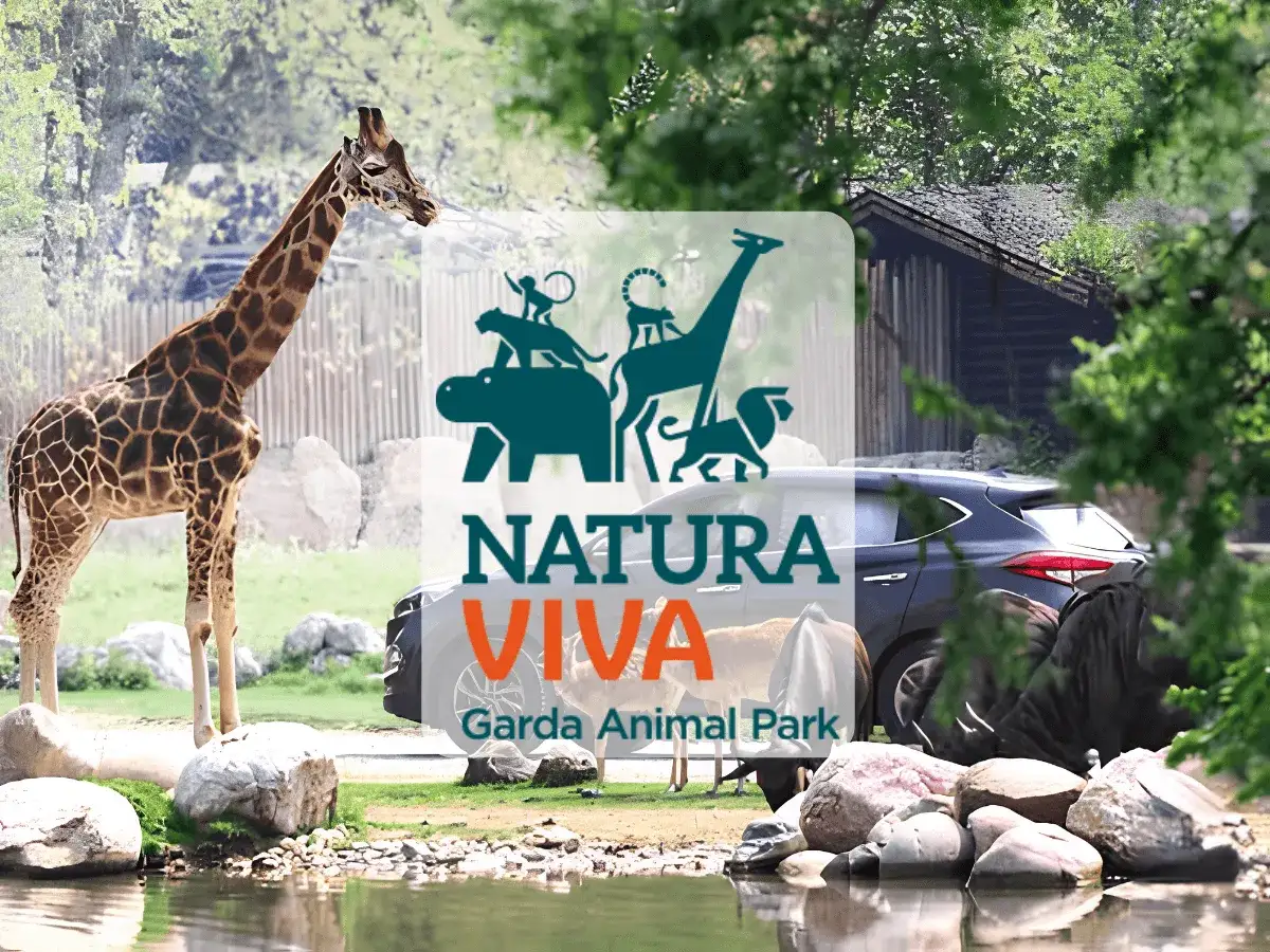 Giraffa maestosa nel zoo più grande d'Italia, Natura Viva Garda Animal Park. Un'avventura indimenticabile tra animali e natura.