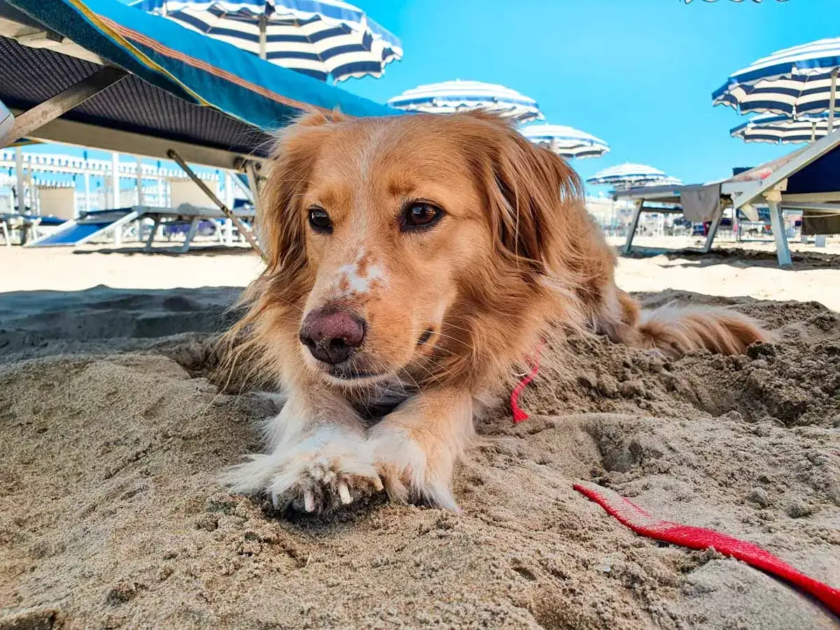 Un cane sorride sulla sabbia, godendosi una giornata in una delle tante spiagge per cani in Italia.