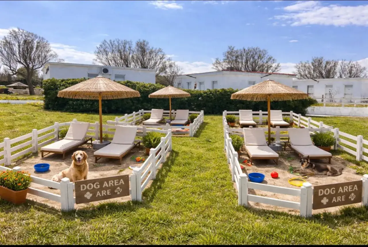 Due cani si rilassano in aree recintate con lettini e ombrelloni, perfette spiagge per cani con recinto.
