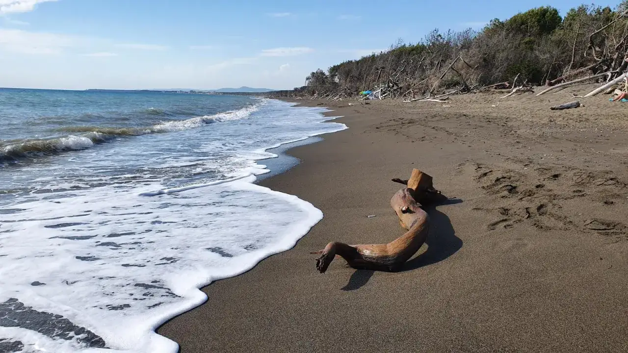 Spiaggia selvaggia a Cecina, cosa vedere: un tronco levigato dal mare, onde che lambiscono la riva e una pineta alle spalle.