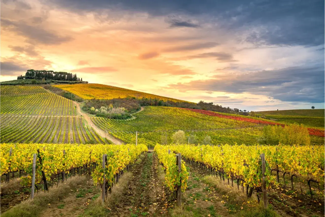 Vigneti dorati e rossi si estendono a perdita d'occhio sulle dolci colline del Chianti, sotto un cielo drammatico al tramonto.