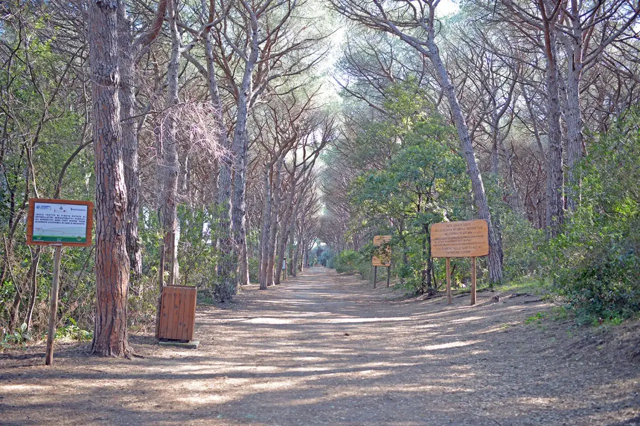 Sentiero nella pineta di Marina di Cecina, cosa vedere: cartelli informativi e natura rigogliosa.