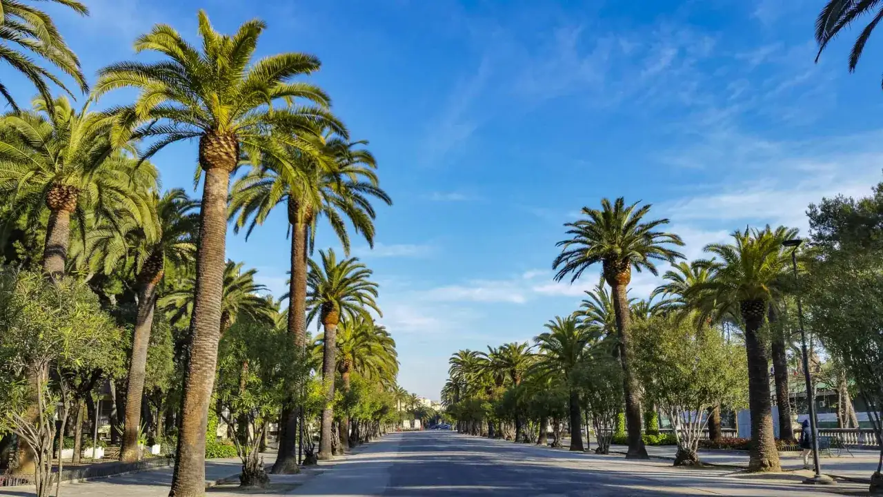 Viale alberato con palme rigogliose, un invito a passeggiare verso le splendide san benedetto del tronto spiagge.