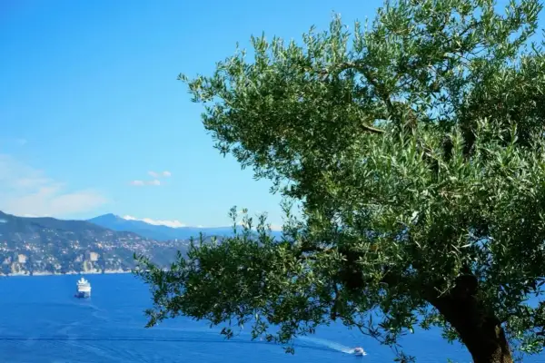 Un ulivo secolare domina la vista sul mare blu intenso, con una nave da crociera e un motoscafo. Un paesaggio che ispira il sentiero dei poeti.