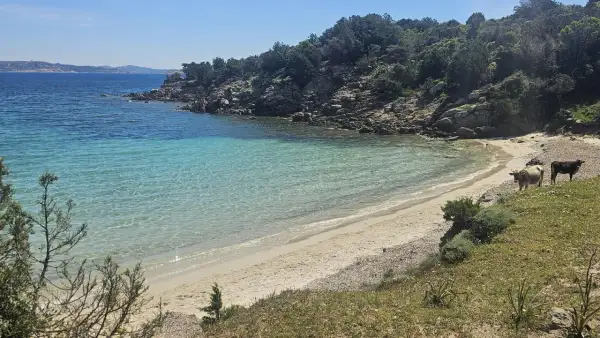 Due mucche pascolano su una spiaggia sabbiosa dell'isola di Culuccia, con acque cristalline e rocce verdi.