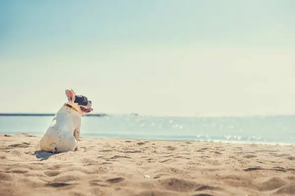 Bulldog francese su una spiaggia di sabbia, con il mare sullo sfondo. Ideale per spiagge per cani con recinto.