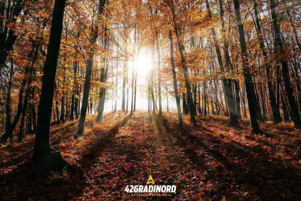 Sole che filtra tra il foliage autunnale di un bosco vicino Roma, creando un'atmosfera magica.